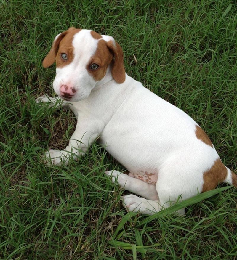 Jazavčar + Pitt Bull