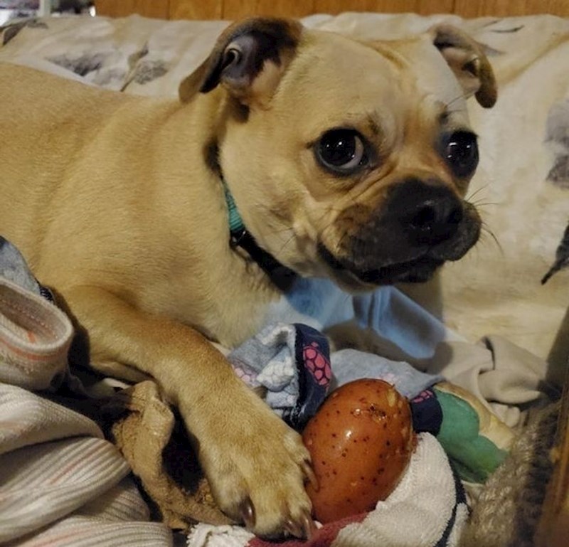 "Moj pas krade sirove krumpire i jede ih"