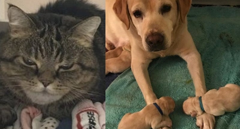 Ovi kućni ljubimci znaju što znači dobro poziranje za fotke