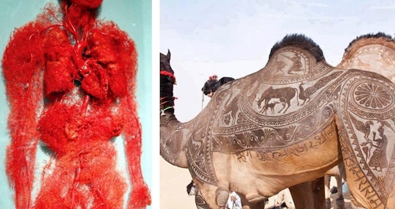 Činjenice i zanimljivosti koje će vas zabaviti i oduševiti