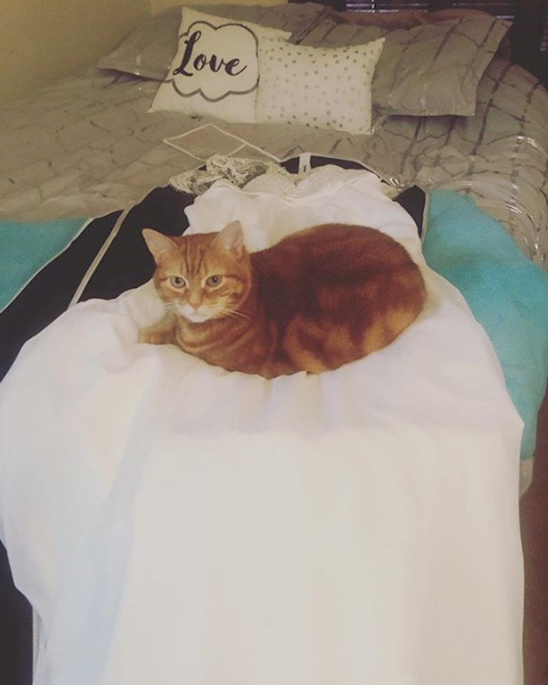 Mački nije jasno u čemu je problem?!