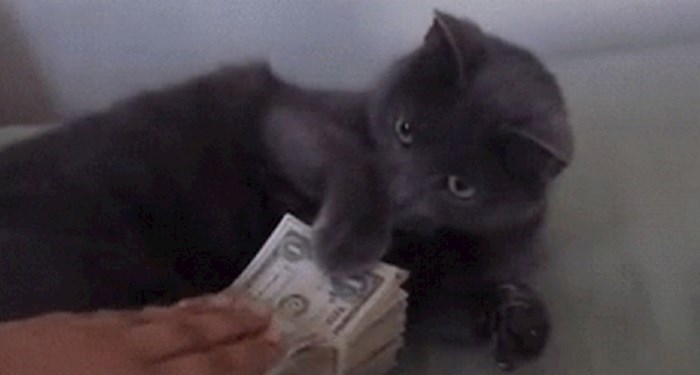 Morate vidjeti reakciju ove mace kad joj pokušaju uzeti novac