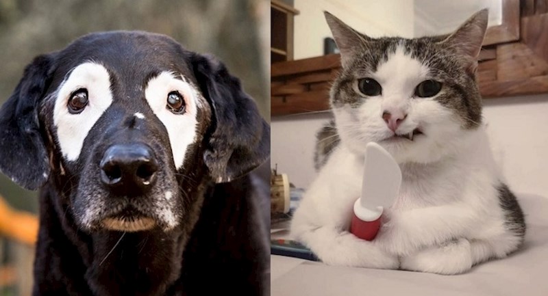 19 neobičnih ljubimaca koje njihova posebnost čini još šarmantnijima i slađima