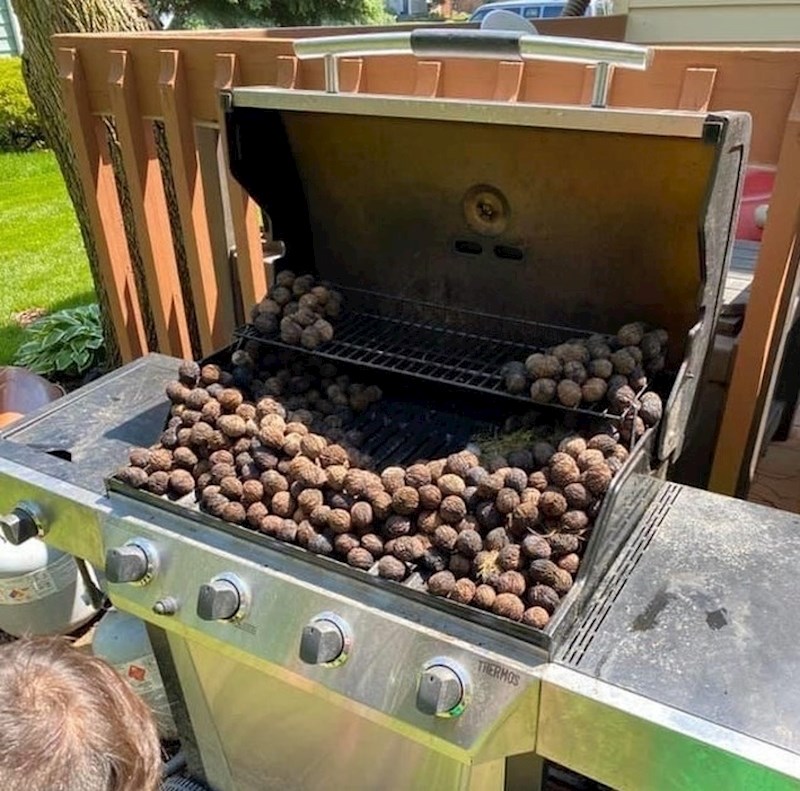 "Poželio sam ispeći roštilj, kada sam ga otvorio, pronašao sam zalihe oraha koje je vjeverica u njega smjestila"