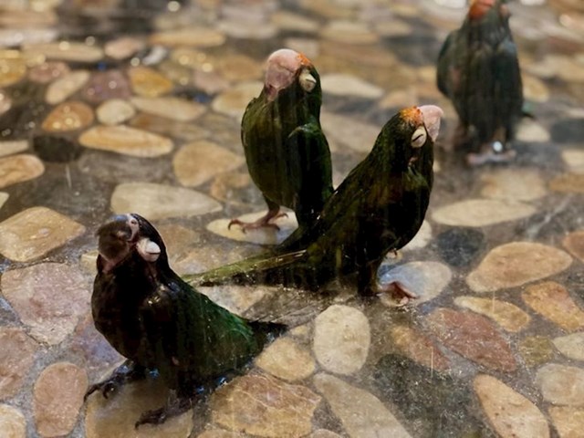 Papige uživaju na kiši