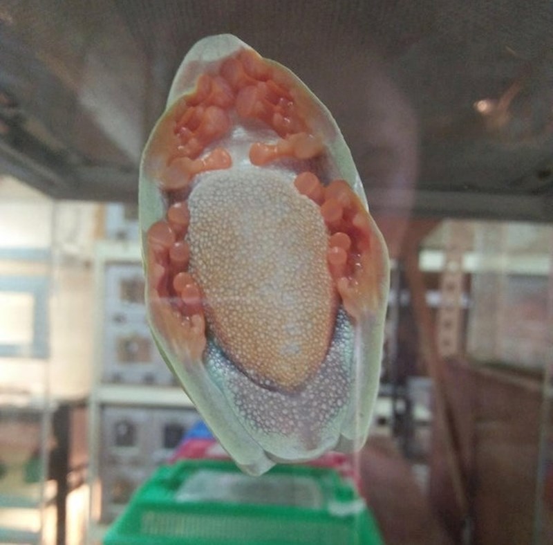 "Ovako izgleda žaba kada stoji na staklu"