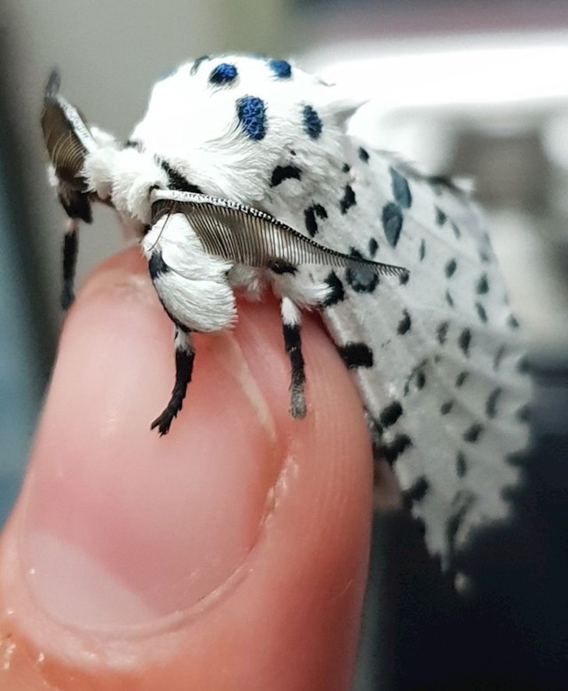 Hypercompe scribonia, zvan leopard moljac