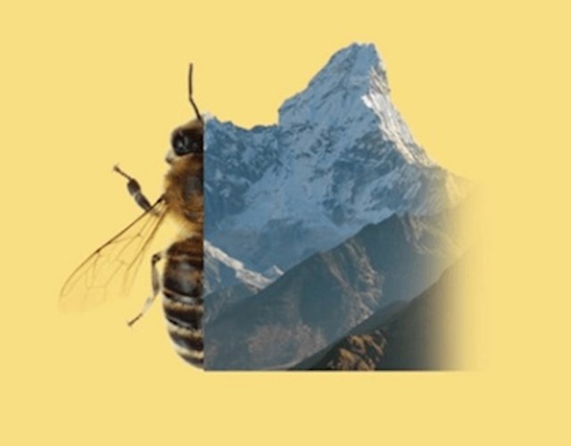 Pčele mogu preletjeti Mount Everest