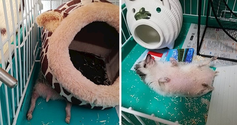 Ako se niste nasmijali danas, guze ovih ježića definitivno će vam izazvati osmijeh na licu