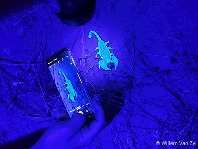 Jeste li znali da škorpioni svijetle pod UV zrakama?