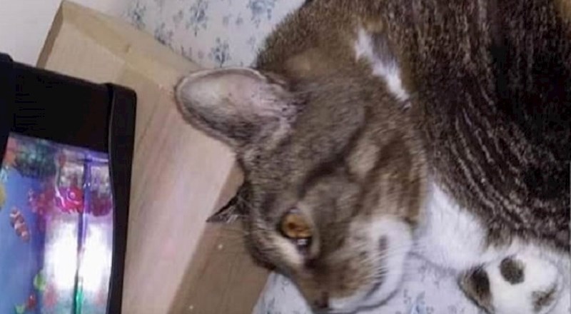 Ova recenzija proizvoda na internetu slomila je ljudima srce