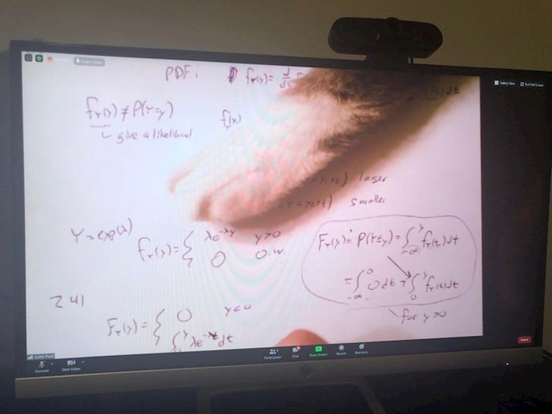 "Profesor nikako nije mogao maknuti svoju mačku kada nam je držao online predavanje"