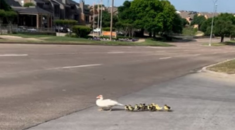 Ljudi su ugledali mamu patku i njene bebe, zbog ono što se zatim dogodilo skoro im je stalo srce