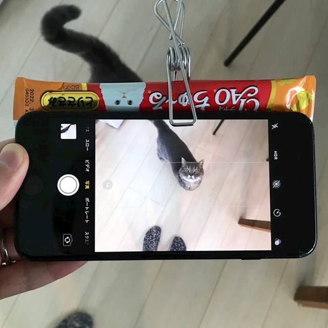 Lik je pričvrstio mačju poslasticu na mobitel i tako postigao da ona gleda u kameru