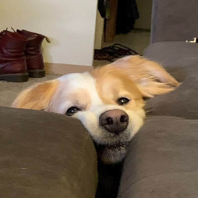 "Hoću slasticuuuu!"