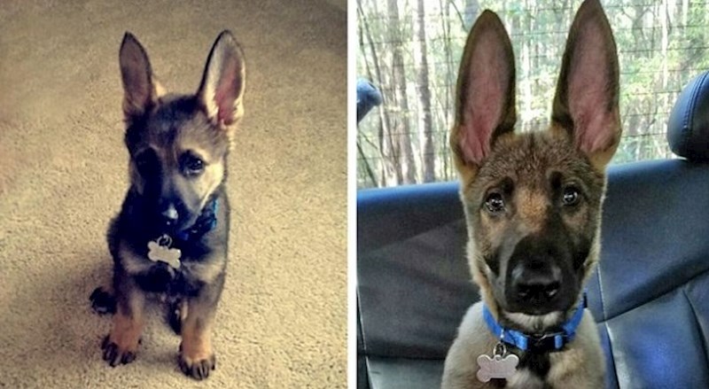 Fotke životinja koje će vam sigurno uljepšati dan