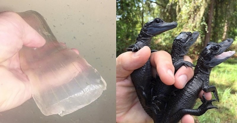 13 zanimljivosti kojima nas priroda još jednom podsjeća da je svemoguća