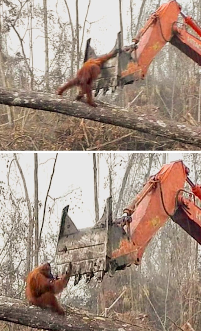 Orangutan pokušava spasiti svoj dom :(