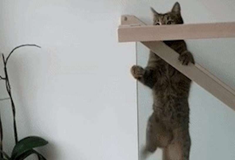 Mačka je pokušala skočiti na staklenu ogradu, nije očekivala ovaj scenarij