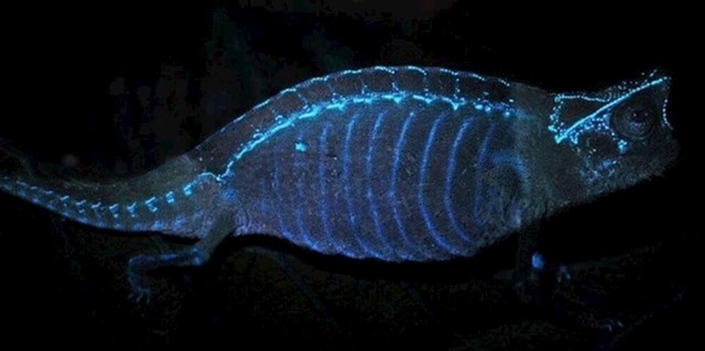 Kostur kameleona je vidljiv kroz kožu kada je izložen UV svjetlu