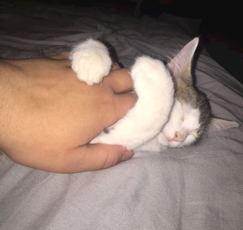 "Moja nova udomljena mačka zaspala je grleći mi ruku"