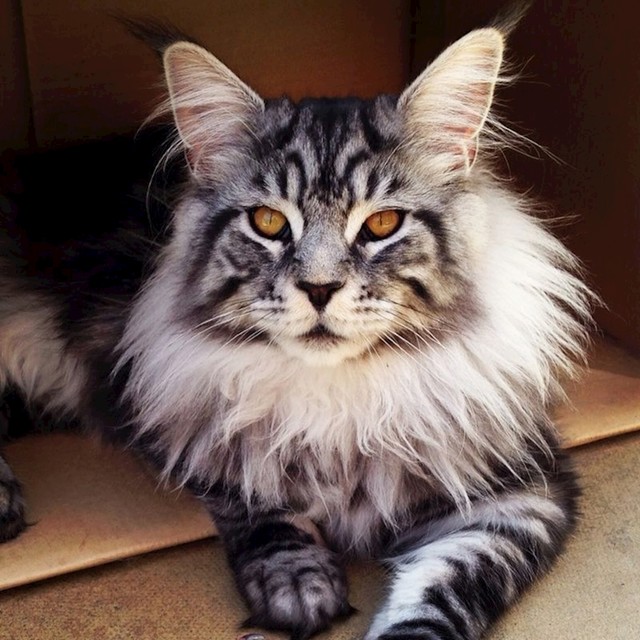 Maine coon