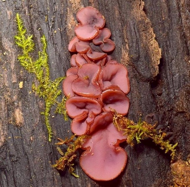 Gljiva koja izgleda kao kuhana šunka