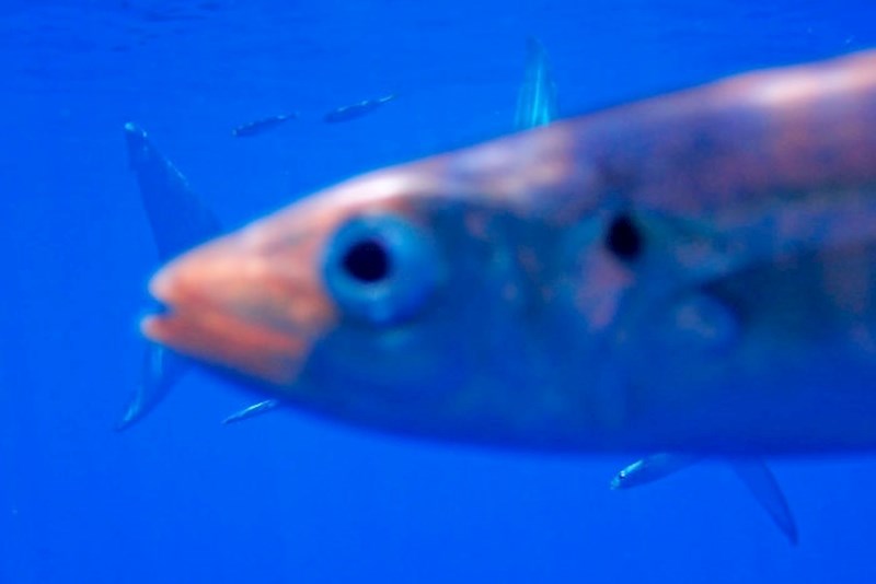 "Potrošio sam tisuće dolara i nekoliko dana kako bih dobio priliku fotografirati veliku bijelu psinu. Evo fotke."