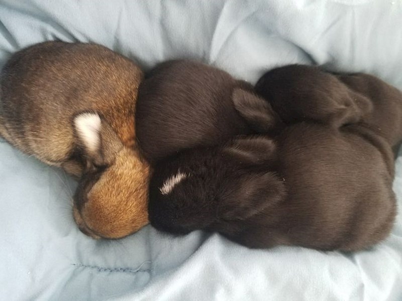 "Moja sestra pronašla je zeca u šumi. Nakon 4 dana dočekalo ju je iznenađenje!"