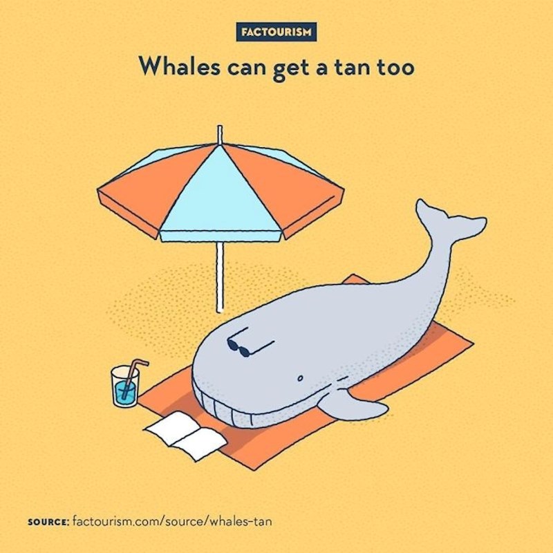 I kitovi mogu preplanuti od sunca