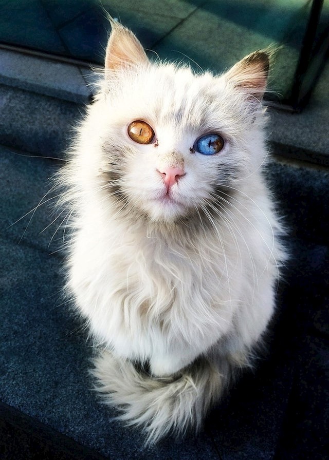 Turska angora