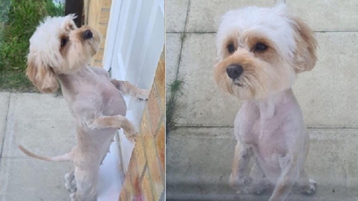 Vlasnici objavljuju fotke svojih pasa koje su sami ošišali za vrijeme karantene i to izgleda grozno