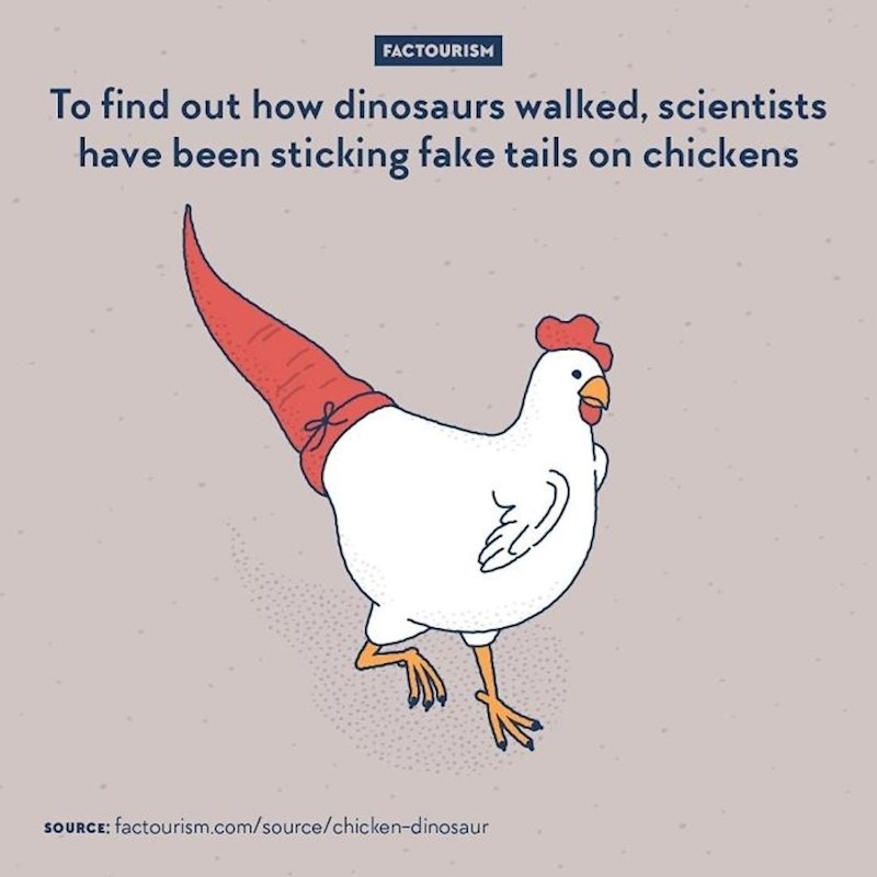 Kako bi otkrili kako su dinosauri hodali, znanstvenici su stavljali umjetne repove na piliće