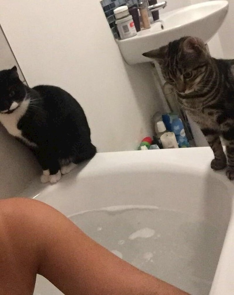 Uz mačke nikad nemate privatnosti