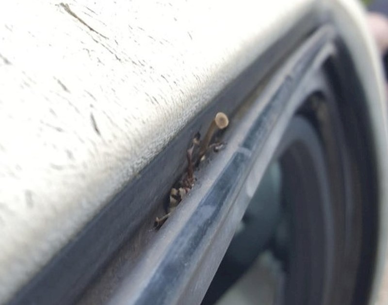 "Gljive mi rastu iz auta!"