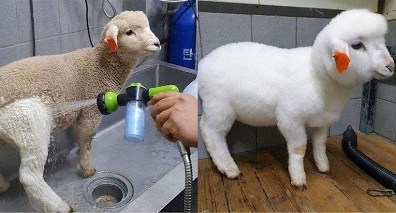 20 fotki prije i poslije na kojima ovi ljubimci izgledaju neprepoznatljivo