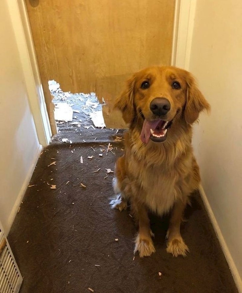 "Napravio sam ti nova vrata!"