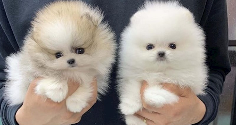 Preslatki psići koji su toliko maleni da je teški povjerovati da su pravi