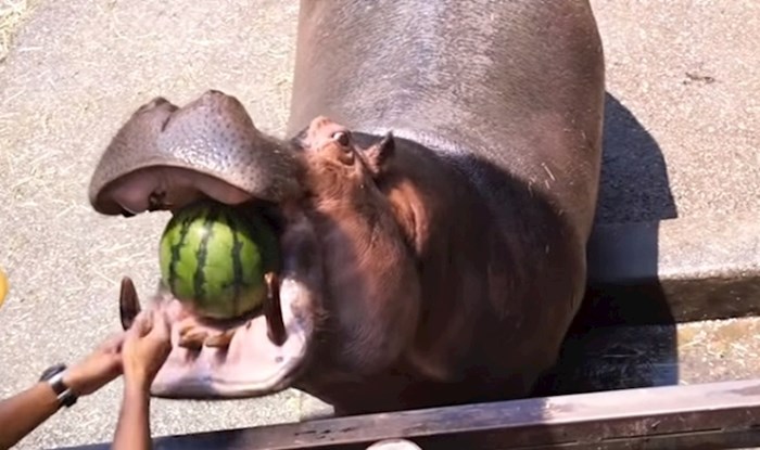 Pogledajte kako ovaj nilski konj jede lubenicu na oduševljenje svih prisutnih