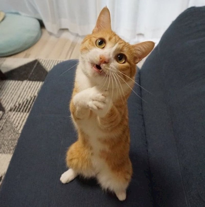 "Molim te daj mi još jednu poslasticuuuu!"