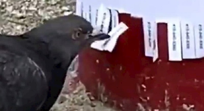 Golub je trgao broj telefona s oglasa, ljudi su se smijali kada su vidjeli što piše na njemu