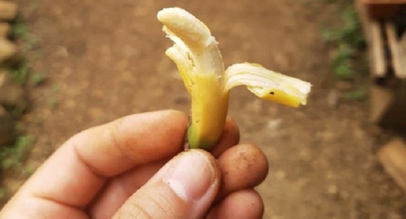 Sićušni predmeti i životinje koje su ljudi slučajno otkrili