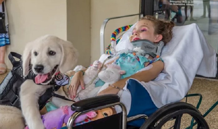 Obitelj je zabilježila dirljiv susret paralizirane djevojčice i njenog budućeg psa pomoćnika