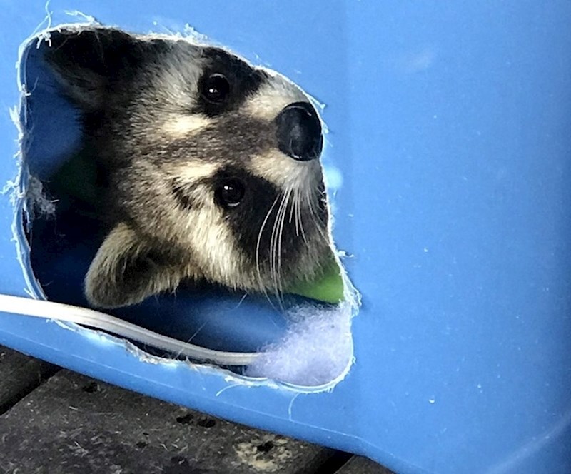 "Ovaj mališan nas posjeti svakih par dana, pojede svu mačju hranu iz zdjelice i odspava u njenoj kućici"