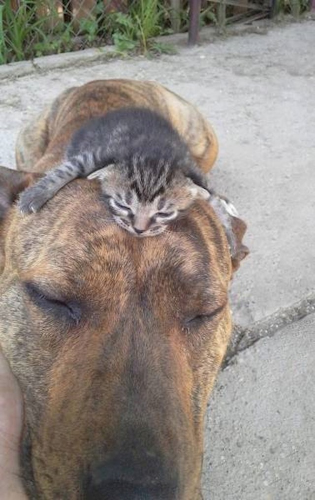 Maca i frend
