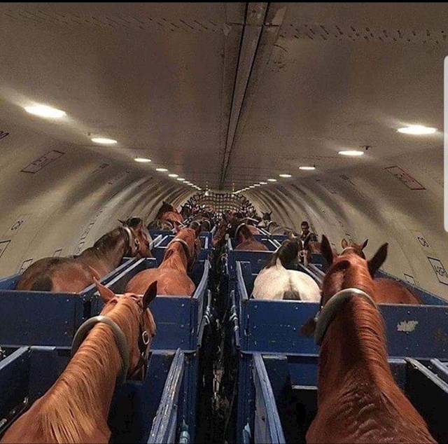 Prijevoz konja teretnim avionom