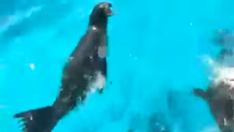 Morski lav nasmijao je posjetitelje akvarija svojim urlikanjem poput muškarca