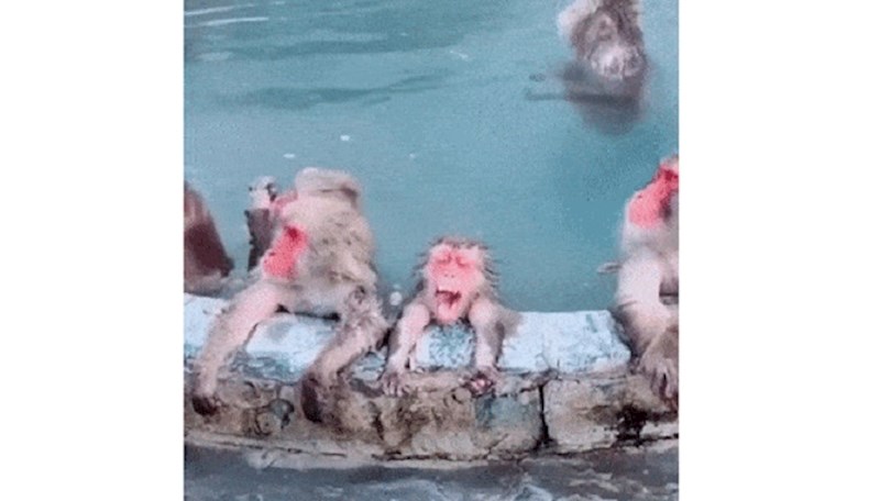 Spa za majmune nešto je najbolje što ćete vidjeti danas