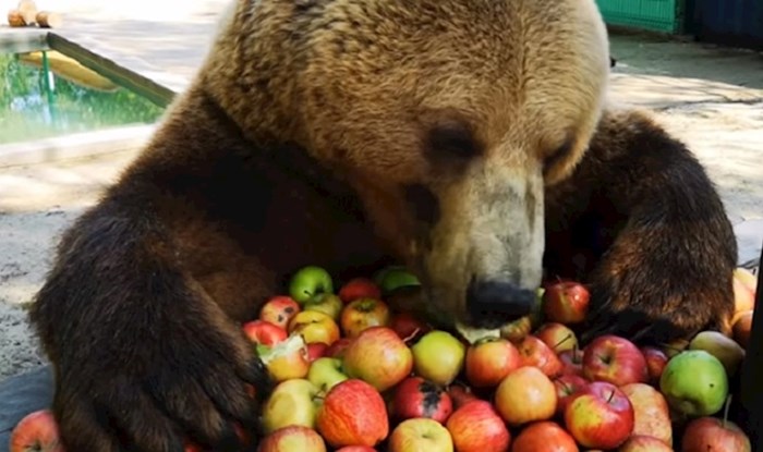 Medo živi u ruskoj zračnoj luci i obožava jabuke, snimili su ga dok je uživao u poslastici