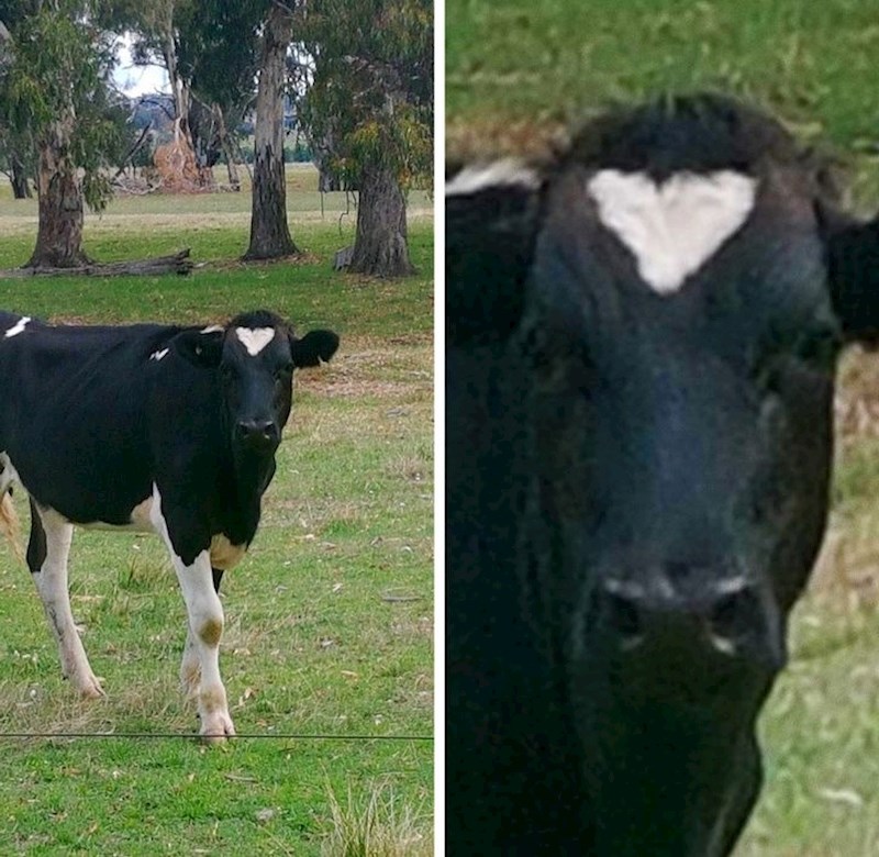 Krava puna ljubavi :)